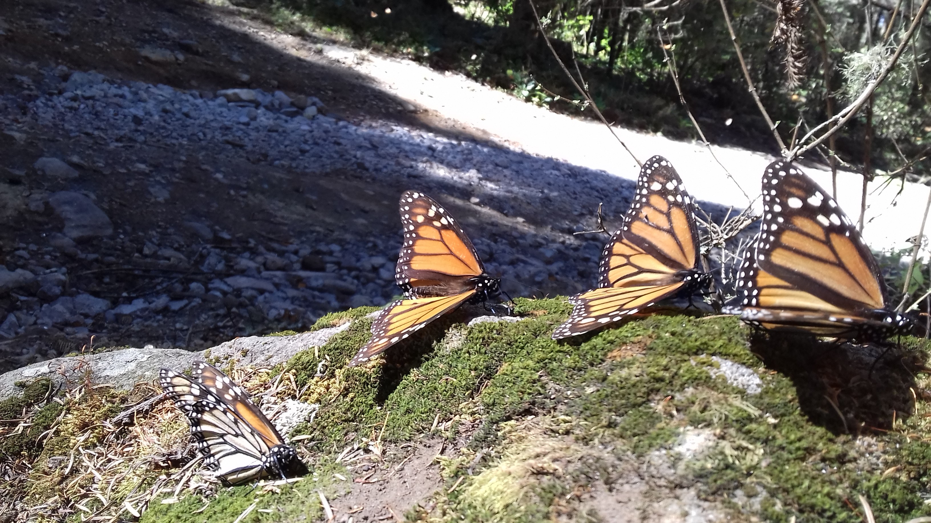 Zihuatanejo Monarch butterflies tour