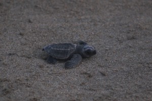 zihuatanejo Libération de la Petit Tortue