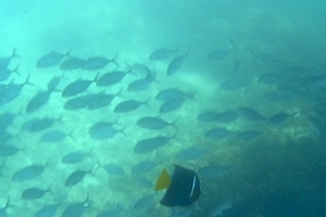 Plage de Manzanillo