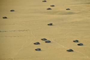 zihuatanejo turtle release