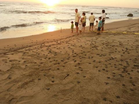 Libération de la Petit Tortue