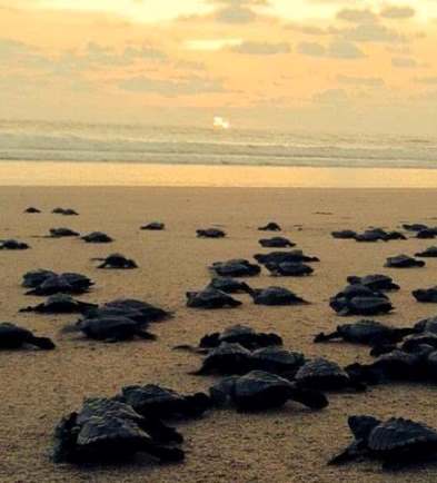 Baby turtle release with a beutiful sunset!